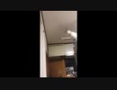 高い棚のシュウちゃん