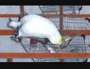 ３４歳童貞です【きりたん】
