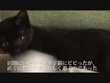 捨てられた黒い子猫、高い家猫ポテンシャルを見せつける