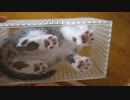 保護子猫＿連絡用 その１１
