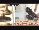 超巨大マダガスカルゴキブリvs挟撃するクロヤマアリ～小さな蟻のプライドと大きさの暴力～