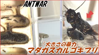 超巨大マダガスカルゴキブリvs挟撃するクロヤマアリ～小さな蟻のプライドと大きさの暴力～