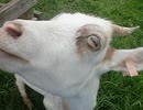 【食テロ2】キャベツを、むしゃむしゃ食べるヤギ