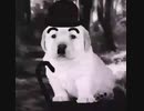 Puppy chaplin uwu