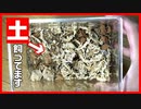 【生存確認!!】ダルメシアンワラジムシのケージを掃除したらすご過ぎた！！【飼育環境の紹介】