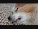 頬をぷくぷくさせるワンコ（パピヨン）4