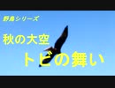 野鳥シリーズ　秋の大空　トビの舞い