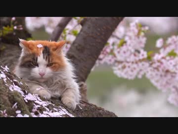 津軽のネコ・前編 (01 of 03)
