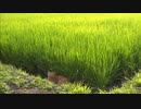 津軽のネコ・前編 (02 of 03)