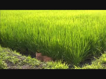津軽のネコ・前編 (02 of 03)