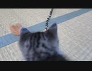 保護子猫＿連絡用 その１２