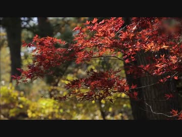 津軽のネコ・後編 (01 of 03)