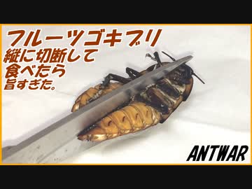 マダガスカルゴキブリを縦半分に切断して、アリに与えようとしたら卵がうますぎた！