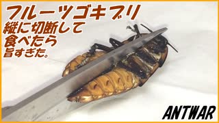 マダガスカルゴキブリを縦半分に切断して、アリに与えようとしたら卵がうますぎた！