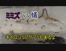 【ありの飼育記#67】蟻　vs　ミミズ　Japanese ant vs Redworm