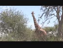 キリンに忍び寄る「静かな絶滅」の脅威
