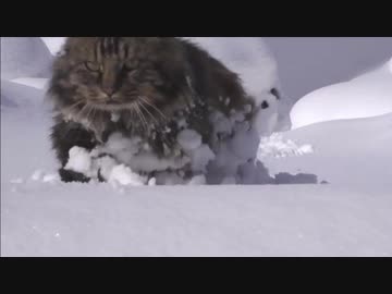 津軽のネコ・後編 (02 of 03)
