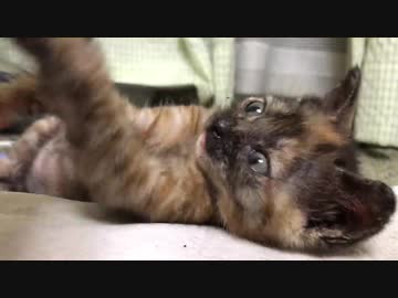 わちゃわちゃサビ子猫、狩のムーブを見せる