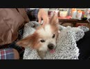 飼い主の膝の上でまったりするワンコ（パピヨン）2