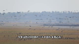 吉林省　莫莫格国家級自然保護区、まもなく渡り鳥の飛来がピークに