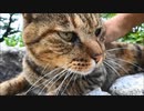 八幡背割堤のねこ