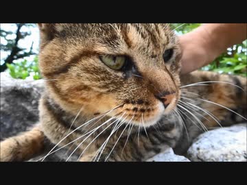 八幡背割堤のねこ