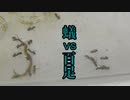 【ありの飼育記#68】蟻　vs　百足　Japanese ant vs Centipede 【トビイロケアリ】