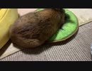 キウイの上にキウイ