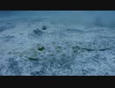 【IOP】砂地のサカタザメ