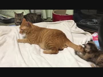 頭が子猫、子守に覚醒する