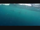 181004_04_Dolphins-Whale_03_preview　荒谷竜太