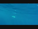 181004_04_Dolphins-Whale_05_preview　荒谷竜太