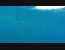 181004_04_Dolphins-Whale_06_preview　宗村港