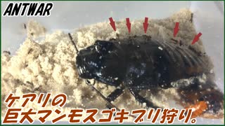 5000匹のケアリvs切断されてないマダガスカルゴキブリ～アリのマンモス狩り～