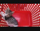 保護子猫＿連絡用 その１３