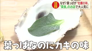 噛むとカキの味！？　不思議な葉っぱの秘密に迫る