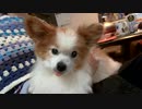 飼い主のひざの上で舌を出すワンコ（パピヨン）