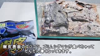 ゴミリウム・・ミルワームの成虫チャイロコメノゴミムシダマシの飼育セッティング。