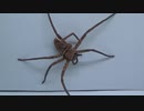 [閲覧注意!!] 再編集 ホソミアシダカグモ にゴキブリを与えてみた。(Heteropoda simplex)