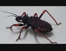 [閲覧注意!!] 再編集 アサシンバグ(サシガメ）にイモムシ（カイコガ）を食べさせてみた(Psytalla horrida)