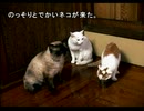 街中が苦手な若者(？)が街～運命の交差点～を実況プレイ　Part58