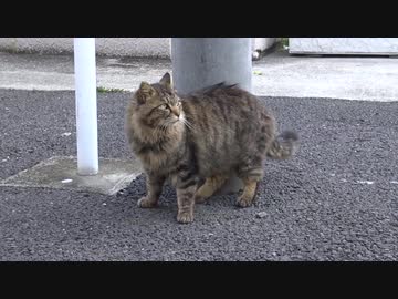 さすらいのたぬき (猫)、貴族生活までの旅路