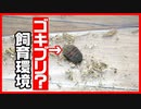 【成長期！！】クエスチョンマークローチの飼育環境セッティング