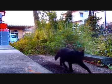 何に追われてるんだ？ 2019-10-10