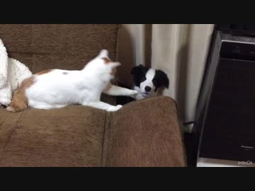 猫パンチラッシュを真顔で受け止めるワンコ