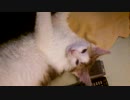 170514 TOM遊び～ヒゲおじさん