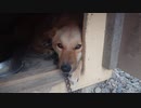 メイリオが見てるだけ