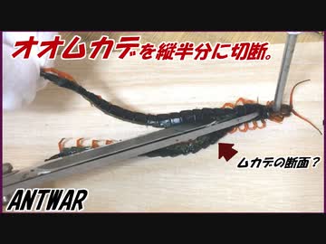 オオムカデを縦半分にさばいて蟻に与えたら、見たことないものが見れた。