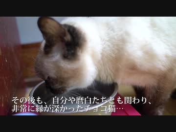 さすらいのチョコ猫、長い旅路の終わりに差し掛かる