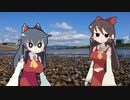 SNNMの宿題を見てあげるNEL